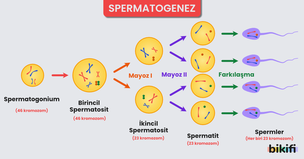 Sperm Hücresinin Oluşumunun (Spermatogenez) Aşamaları ve Kromozom Sayısındaki Değişim