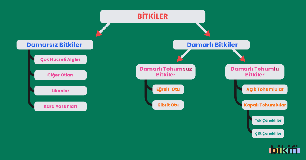 bitki kökleri diyagramı