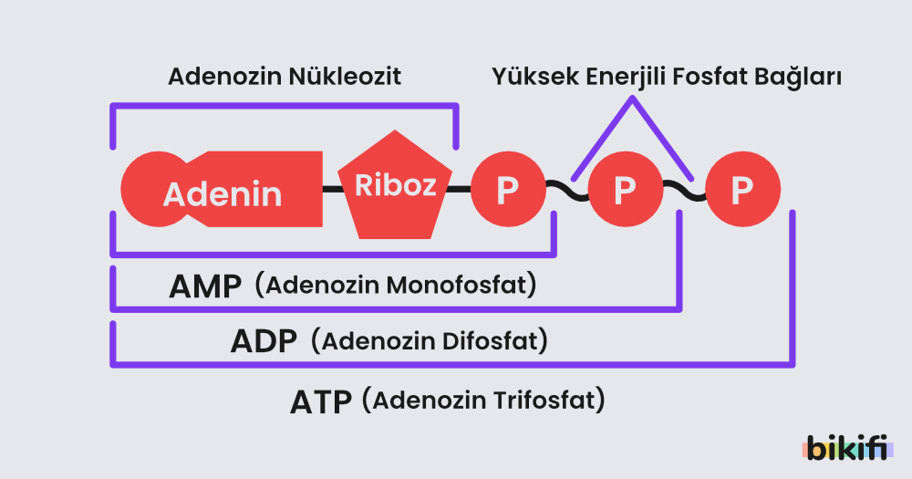 ATP'nin yapısı