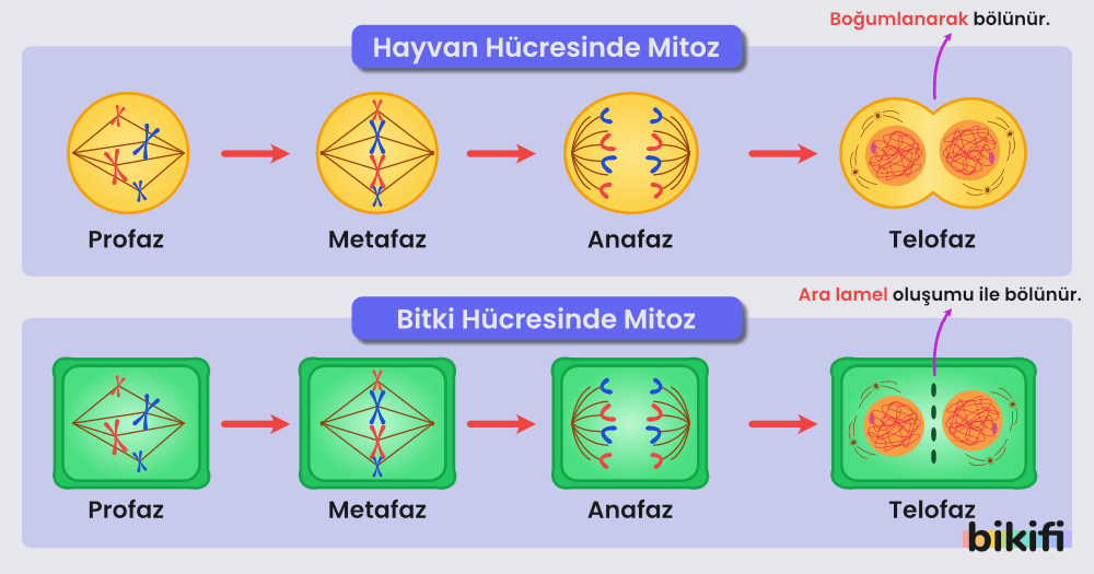 Hayvan hücresinde ve bitki hücresinde mitoz bölünme 