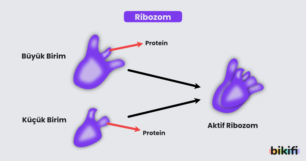 Ribozomun yapısı