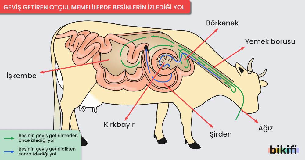 Geviş geitren otçul memelilerde besinlerin izlediği yol