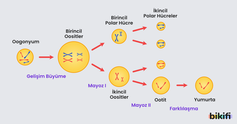 Yumurta Hücresinin Oluşumu (Oogenez)