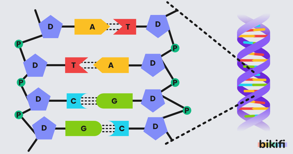 DNA'nın yapısı