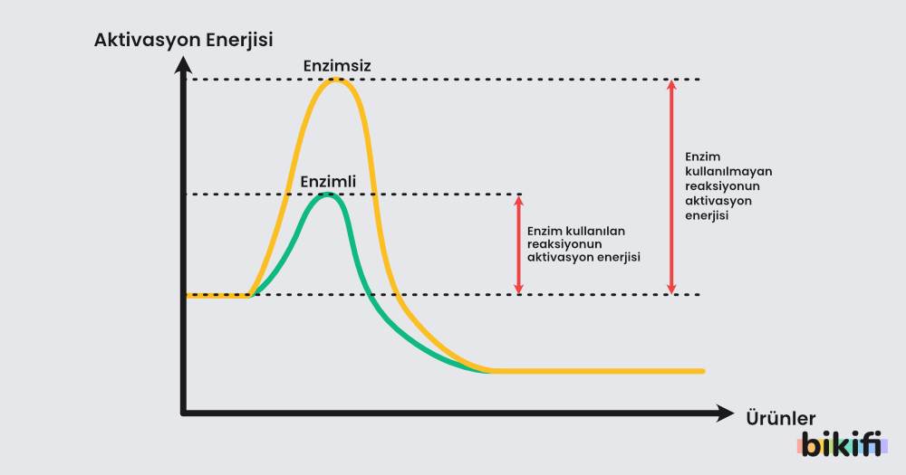 Aktifleşme enerjisine enzimin etkisi