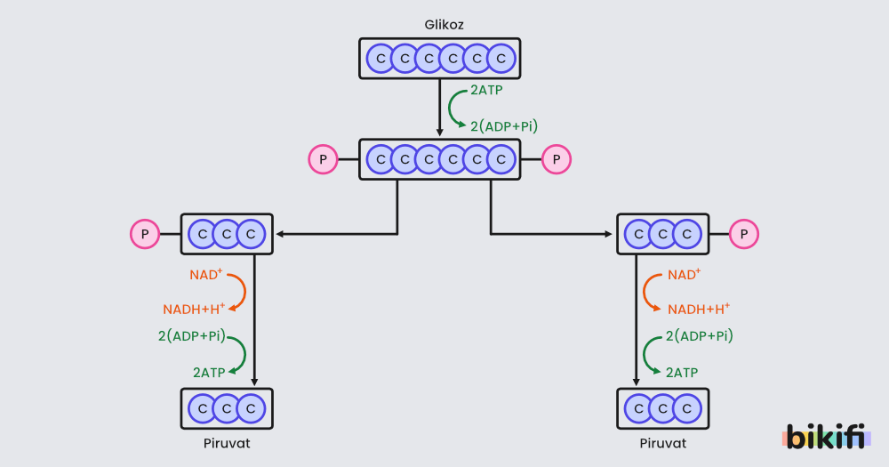 Bu şema, glikoliz sürecinin aşamalarını basitçe görselleştirmektedir. Glikoz molekülü (6 karbonlu), başlangıçta enerji yatırılarak (2 ATP kullanılarak) fosfat eklenmesi ile aktifleştirilir ve ardından iki tane 3 karbonlu moleküle ayrılır. Daha sonra, her iki 3 karbonlu molekülden (PGAL) NAD⁺ indirgenerek NADH+H⁺ oluşur ve substrat düzeyinde fosforilasyon yoluyla her bir molekül için 2 ATP sentezlenir. Sonuç olarak, toplamda iki tane 3 karbonlu piruvat molekülü elde edilir. Net kazanç ise 2 ATP ve NADH molekülleridir.