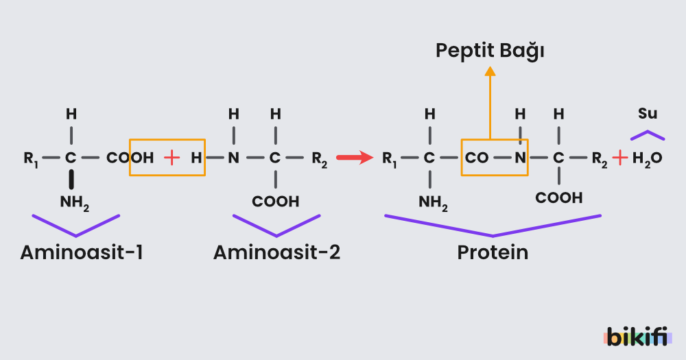 Protein sentezi sırasında peptit bağı oluşumu