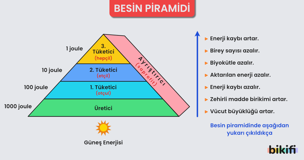 Besin Piramidinde aşağıdan yukarıya gidildikçe azalan özellikler