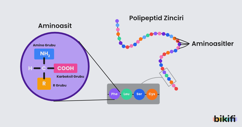 Proteinin gösterimi