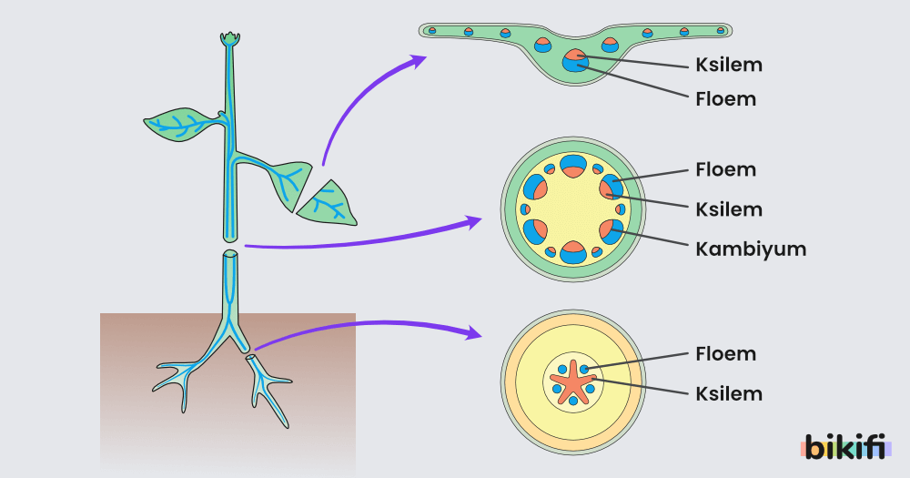 Bitkilerde iletim dokusu
