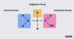 Aminoasitlerin yapısı