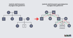 Çekinik alelli bireylerin takip edildiği soyağacı örneği