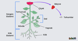 Tohumlu Bitkilerin Genel Yapısı