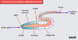 Toprak Solucanında Sindirim Sistemi