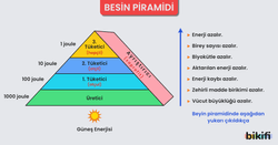 Besin Piramidinde aşağıdan yukarıya gidildikçe azalan özellikler