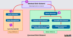 Sinir Sisteminin İşleyiş Mekanizması