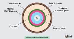 Odunsu Çift Çenekli Bitkiler