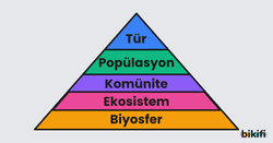 Canlıların ekolojik organizasyon düzeylerine göre sıralanması