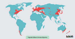 Yaprak Döken Orman Biyomu