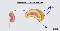 böbrek üstü bezinin yapısı