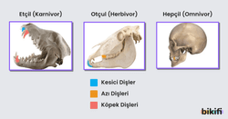 Diş Adaptasyonları