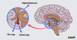 Hipofiz Bezinin yapısı