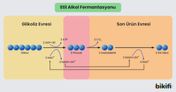 Etil Alkol Fermantasyonu