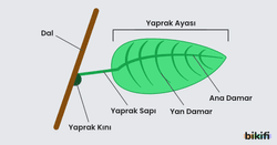 Bitkilerde yaprak ve yaprağın yapısında bulunan özellikler