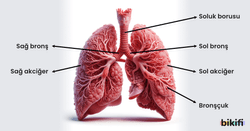 Akciğerin Yapısı