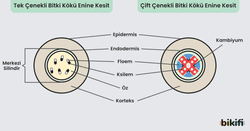 tek ve çok çenekli bitki kökünün enine kesit karşılaştırması