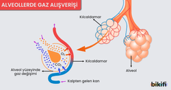 Akciğer Alveolleri