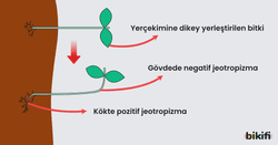 Bitkilerde Çevreye Tepki Verme