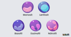 monosit, lenfosit, bazofil, eozinofil, nötrofil hücrelerinin gösterimi
