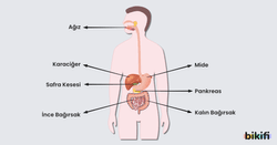 İnsanda Sindirim Organları
