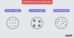 Popülasyon Dağılım çeşitleri, düzenli dağılış, kümeli dağılış ve rastgele dağılış