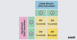 Punnett Karesi
