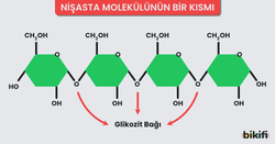 nişasta molekülündeki glikozit bağları