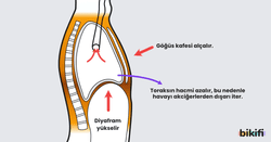 insanda nefes verme sırasında gerçekleşenler