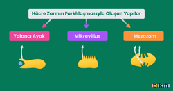 Hücre Zarının Farklılaşmasıyla oluşan yapılar