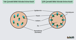 tek ve çok çenekli bitki gövde enine kesit karşılaştırması