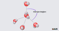 Hidrojen Bağları