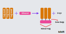 Trigliseritlerin (Nötral Yağların) oluşumu