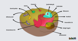 Ökaryot bir hücrenin yapısı 