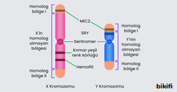 X ve Y kromozomlarında homolog olan ve homolog olmayan bölgeler