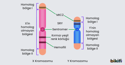 X ve Y kromozomlarında homolog olan ve homolog olmayan bölgeler