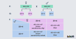 otozom Kromozomlarda Ayrılmama sonucunda oluşabilecek durumlar