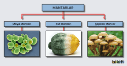 Mantarların Sınıflandırılması