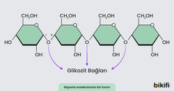 nişasta molekülündeki glikozit bağları