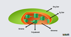 Kloroplastın yapısı, dıştan içe doğru: Dış Zar, İç Zar, Stroma, Triyakoid, Grana