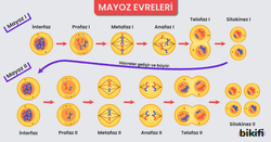 Mayoz Bölünmenin detaylı aşamaları